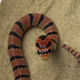 Imagen para el artículo titulado Evacúan 10 viviendas en Alemania por la fuga de una serpiente coral venenosa que un vecino tenía de mascota